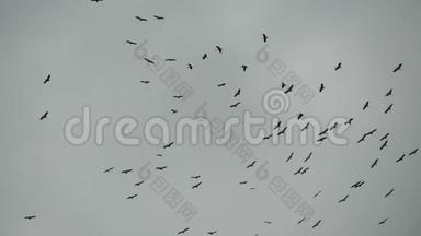从下面的一群鹳在灰色多云的天空中<strong>飞翔</strong>。 <strong>飞翔</strong>的鸟儿的剪影作为自由和